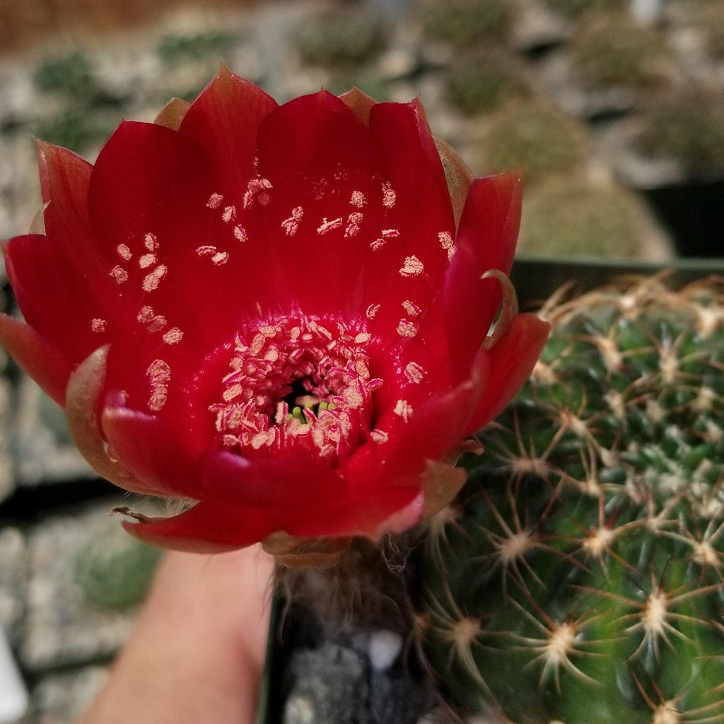 Lobivia or Echinopsis draxleriana