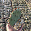 Purple Prickly Pear &