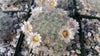 Mammillaria glassii v. ascensionis