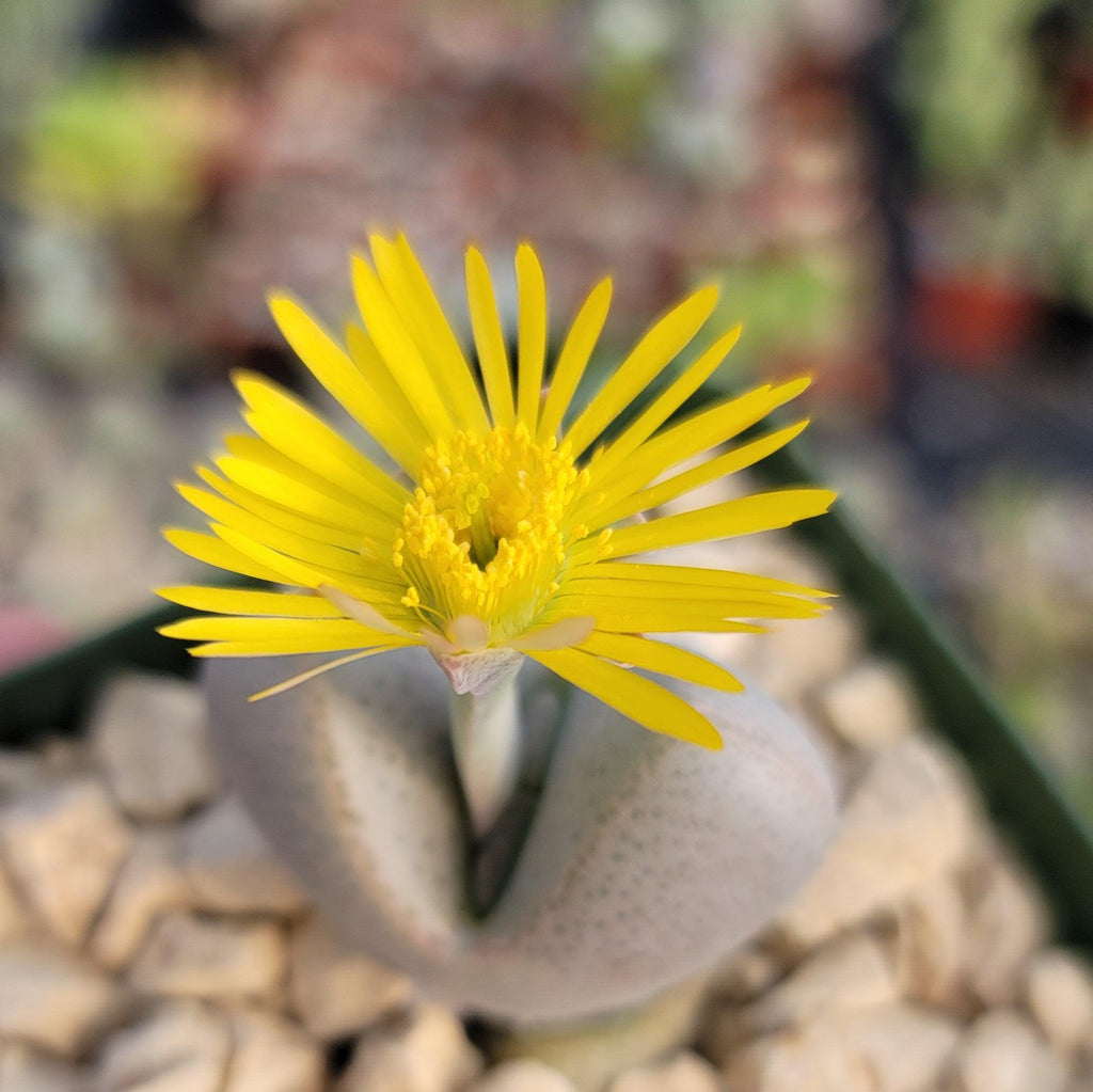 Dinteranthus microspermus puberulus