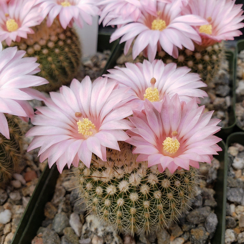 Notocactus gutierezii