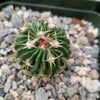 Echinofossulocactus Hookerii