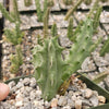 Huernia thuretii