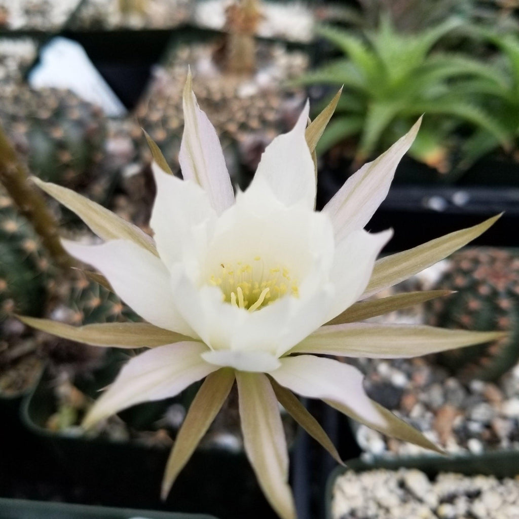 Lobivia or Echinopsis ancistrophora kratochviliana