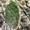 Opuntia Consolea rubescens road kill