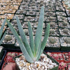 Fan Aloe - Aloe plicatilis