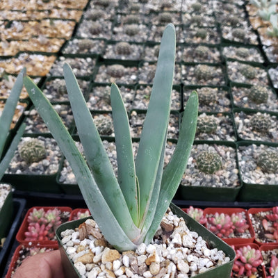 fan aloe vera plant Fan Aloe 'Aloe plicatilis'