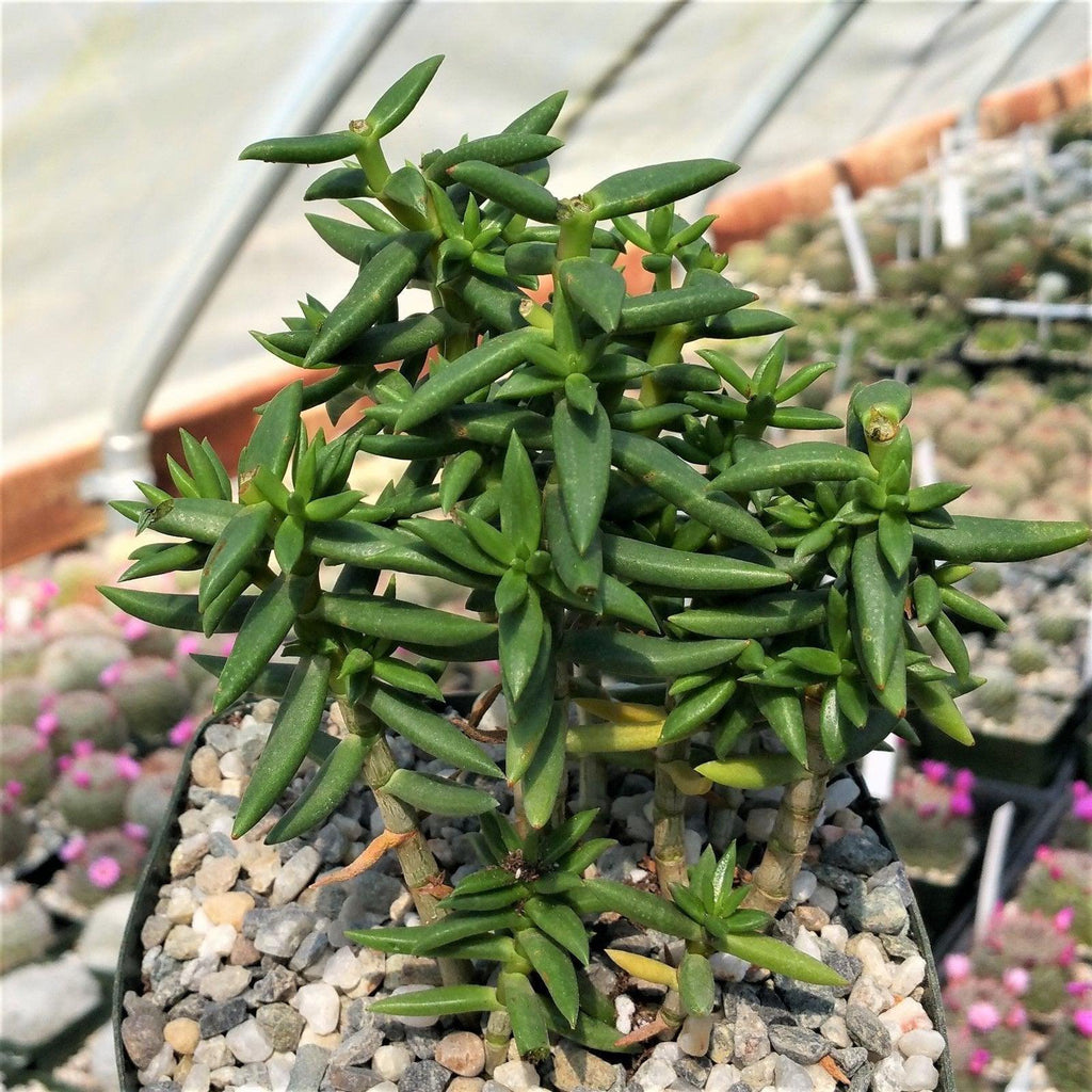 Miniature Pine Tree &