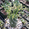 Euphorbia spiralis