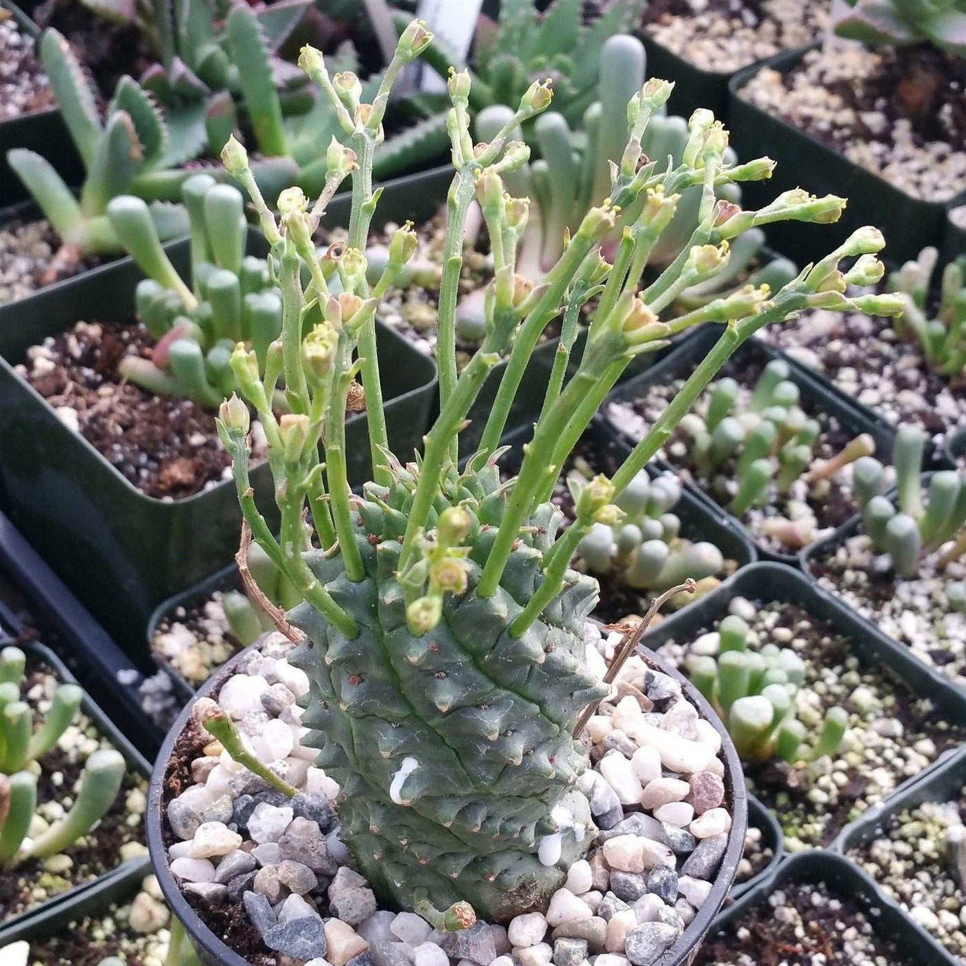 a spiny succulent Euphorbia spiralis – Planet Desert