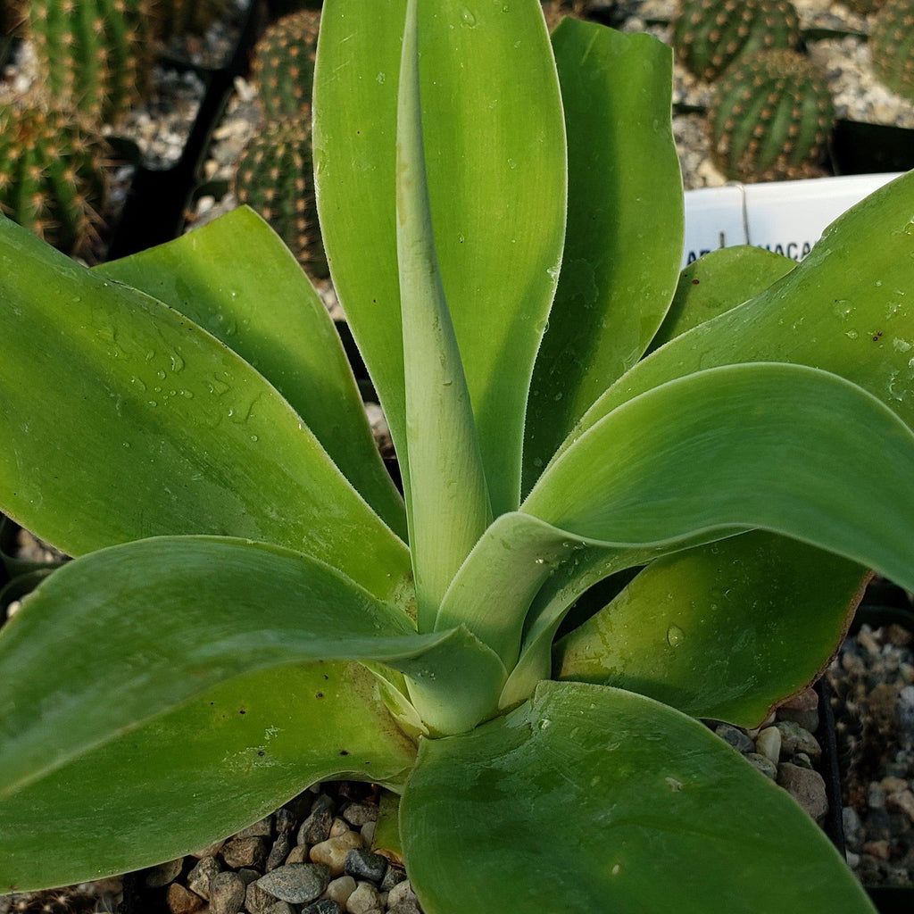 Foxtail Agave - Agave attenuata