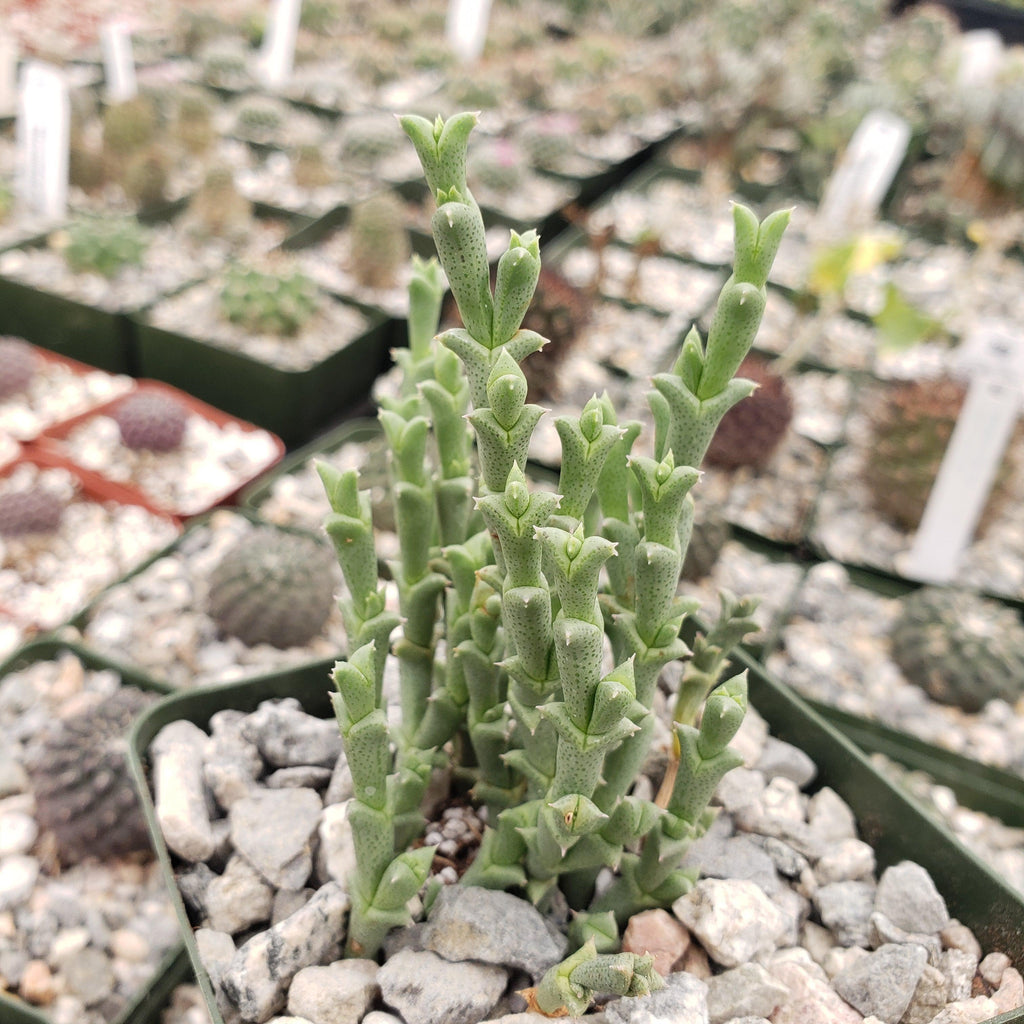 Ruschia perfoliata