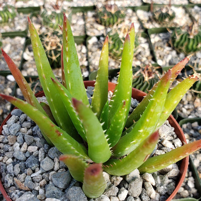 Aloe vera chinensis