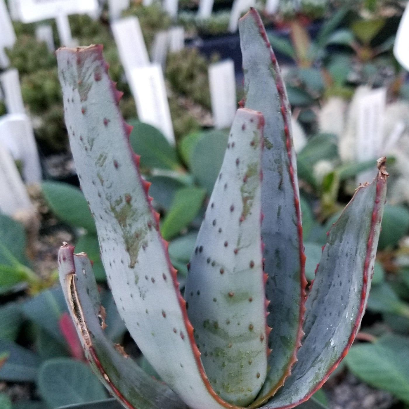 gray aloe vera plant Aloe capitata quartziticola