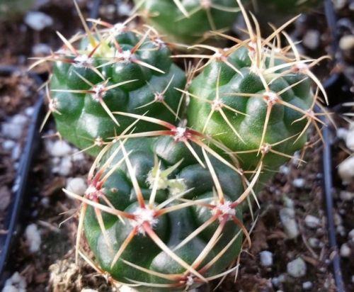 Ferocactus robustus