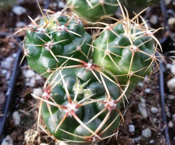 Ferocactus robustus – Planet Desert