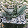 Gasteria bicolor liliputana