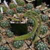 Rat Tail cactus – Aporocactus flagelliformis