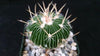 Stenocactus multicostatus "Brain Cactus"