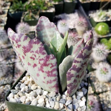 succulent with green and purple leaves Kalanchoe humilis desert surprise