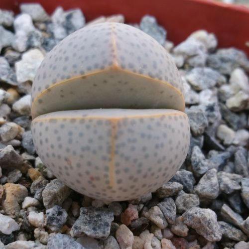 Dinteranthus wilmottianus