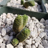 Crassula Columella