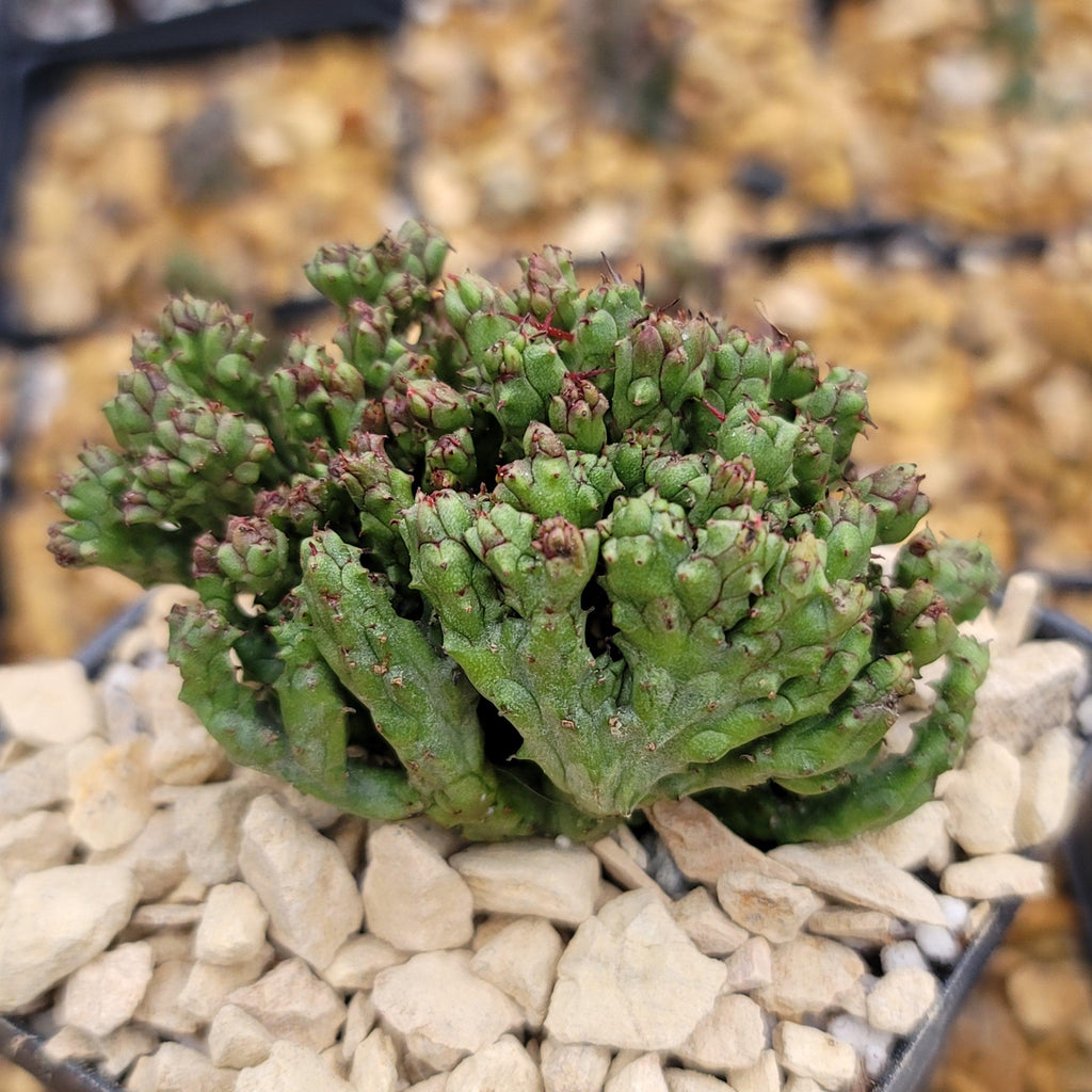 Euphorbia enopla coral