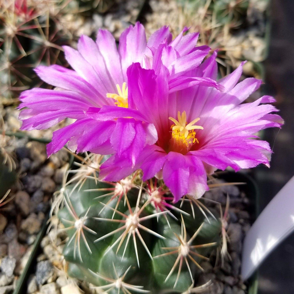 Thelocactus bueckii
