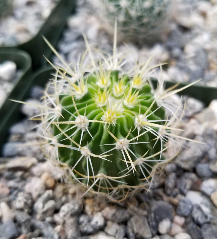 Echinofossulocactus longispinus Wavy Rib Cactus | Planet Desert