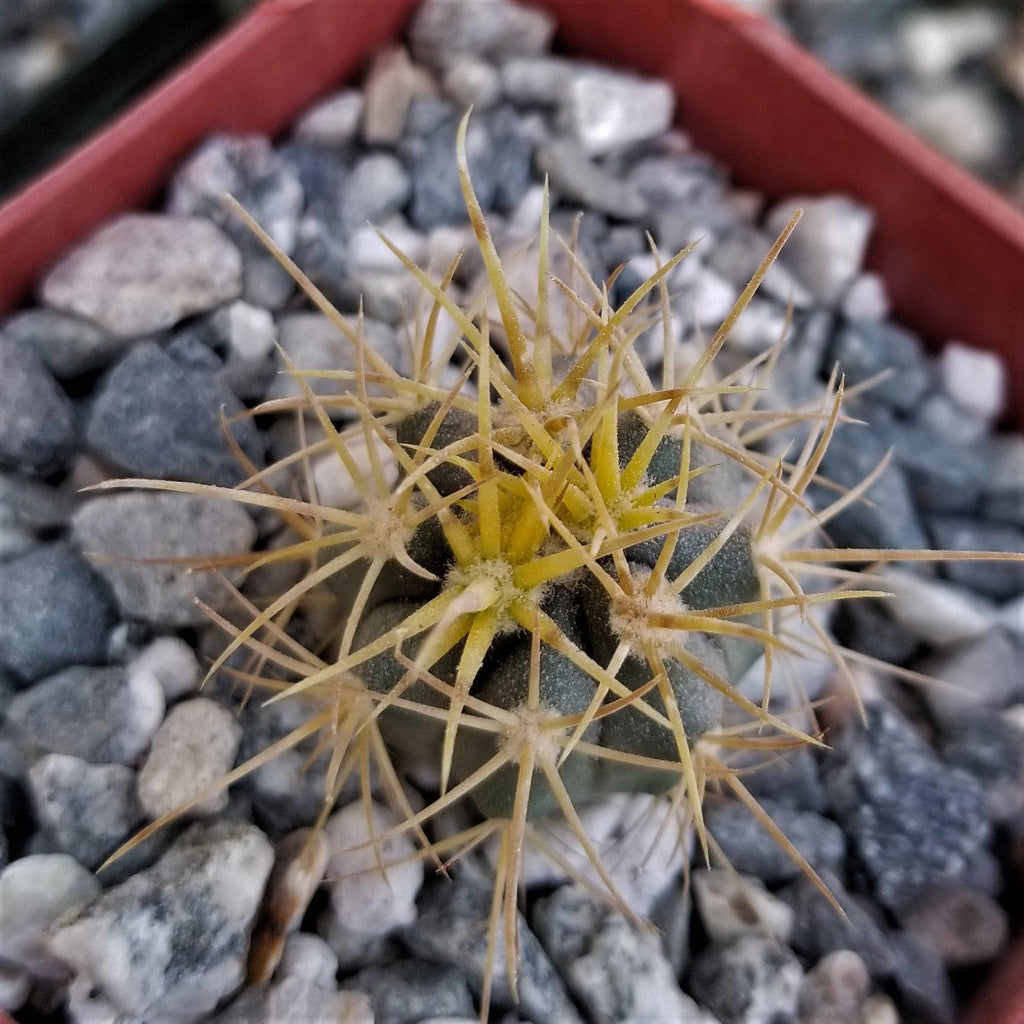 Ferocactus chrysacanthus