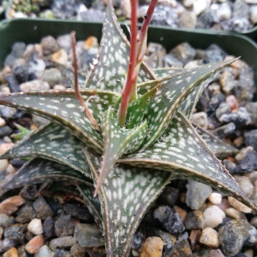 Aloe descoingsii