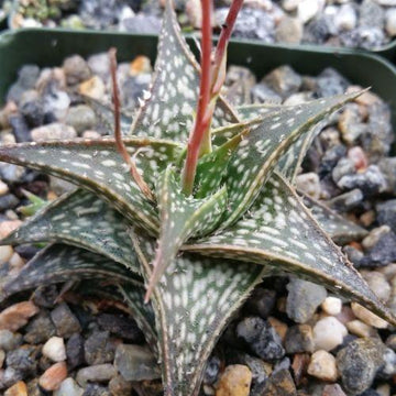 Aloe descoingsii – Planet Desert