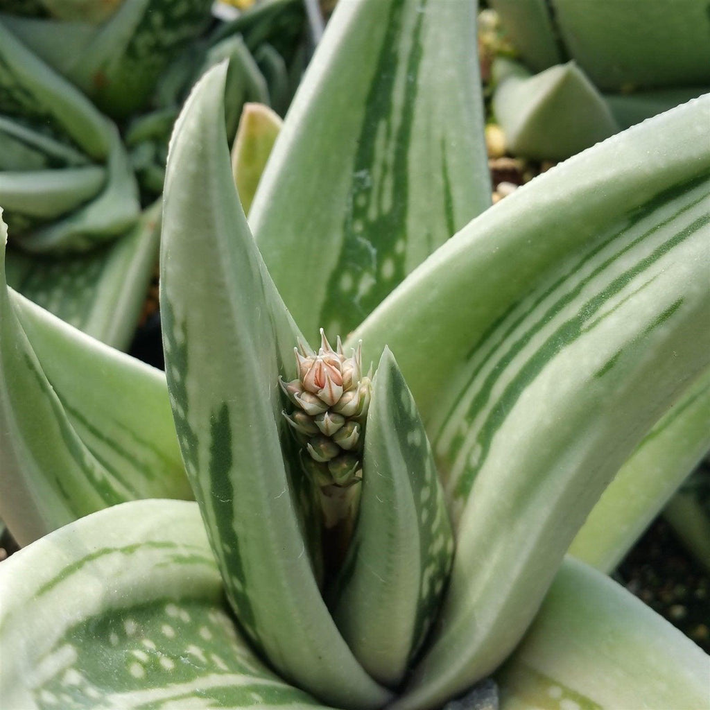 Gasteraloe " Green Ice "