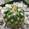 Echinofossulocactus Hookerii