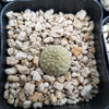 Pseudolithos eylensis