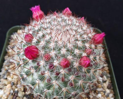 Rainbow Pincushion - Mammillaria rhodantha mccartenii