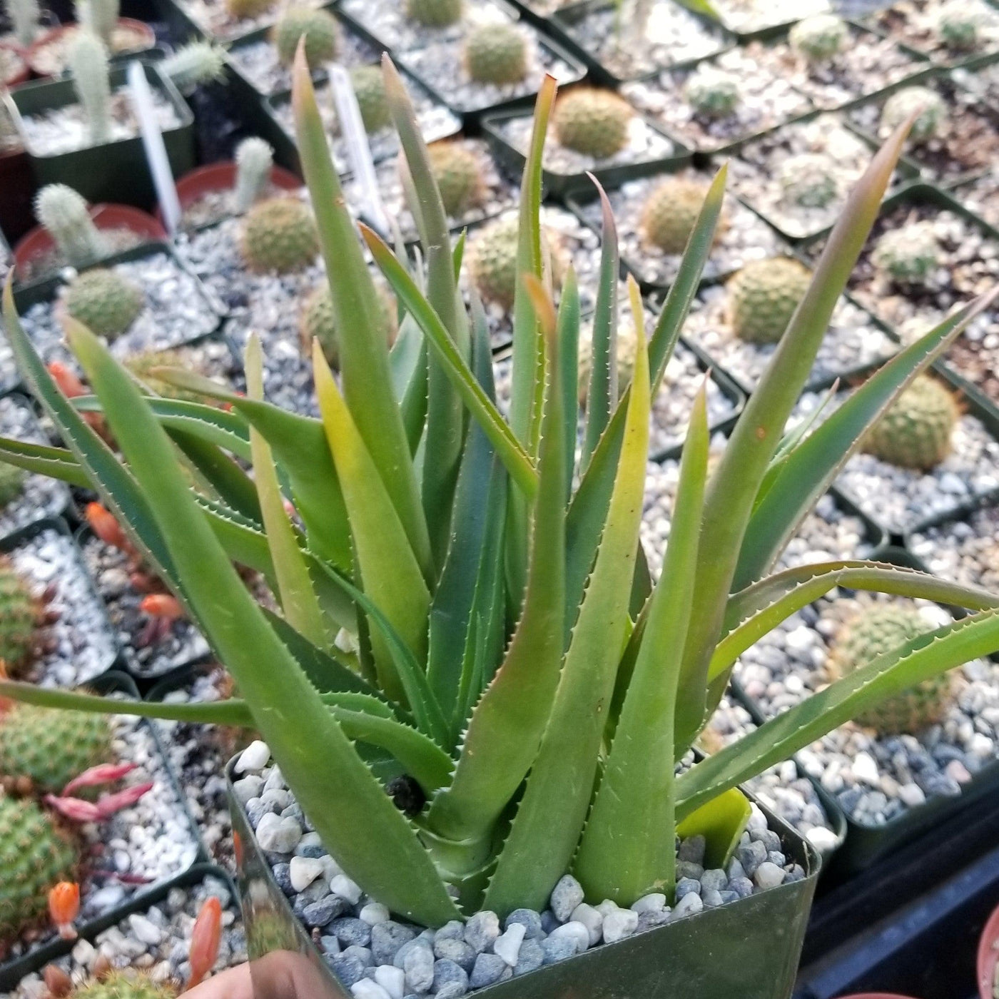 Aloe ciliaris cutting - Planet Desert