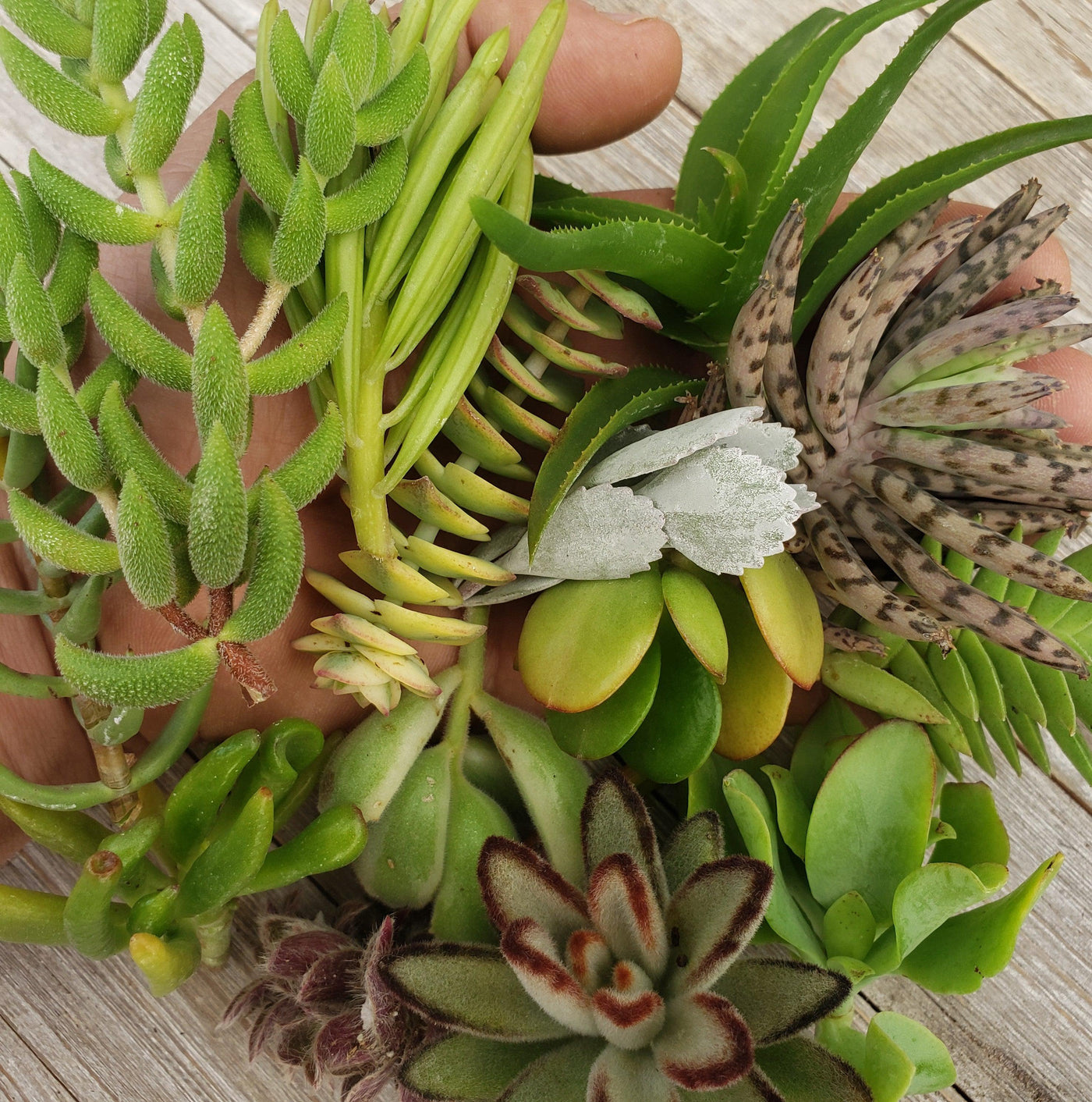 succulent trimmings for sale 50 Assorted Succulent Cuttings – Planet Desert