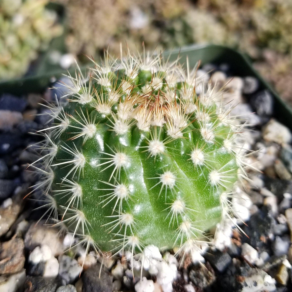 Notocactus werdermannianus