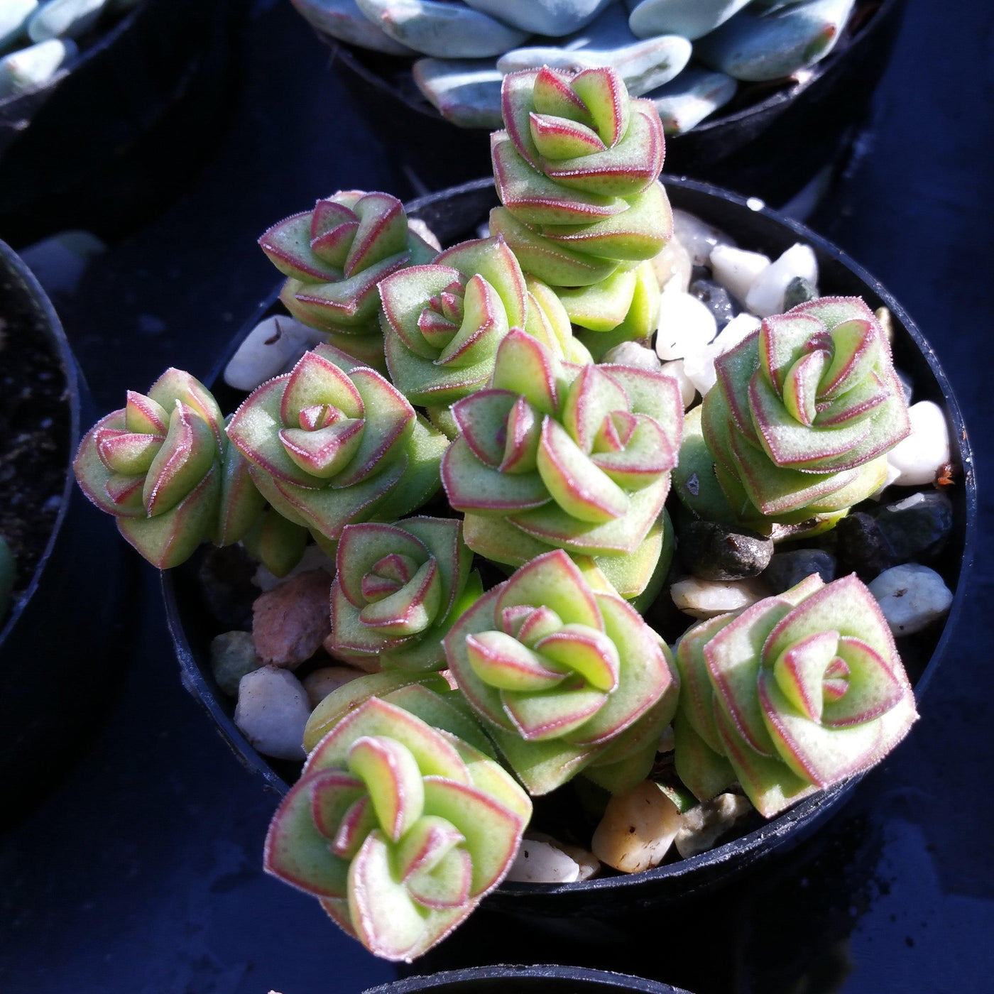 string of buttons hanging plant String of Buttons 'Crassula perforata' - Shop Online