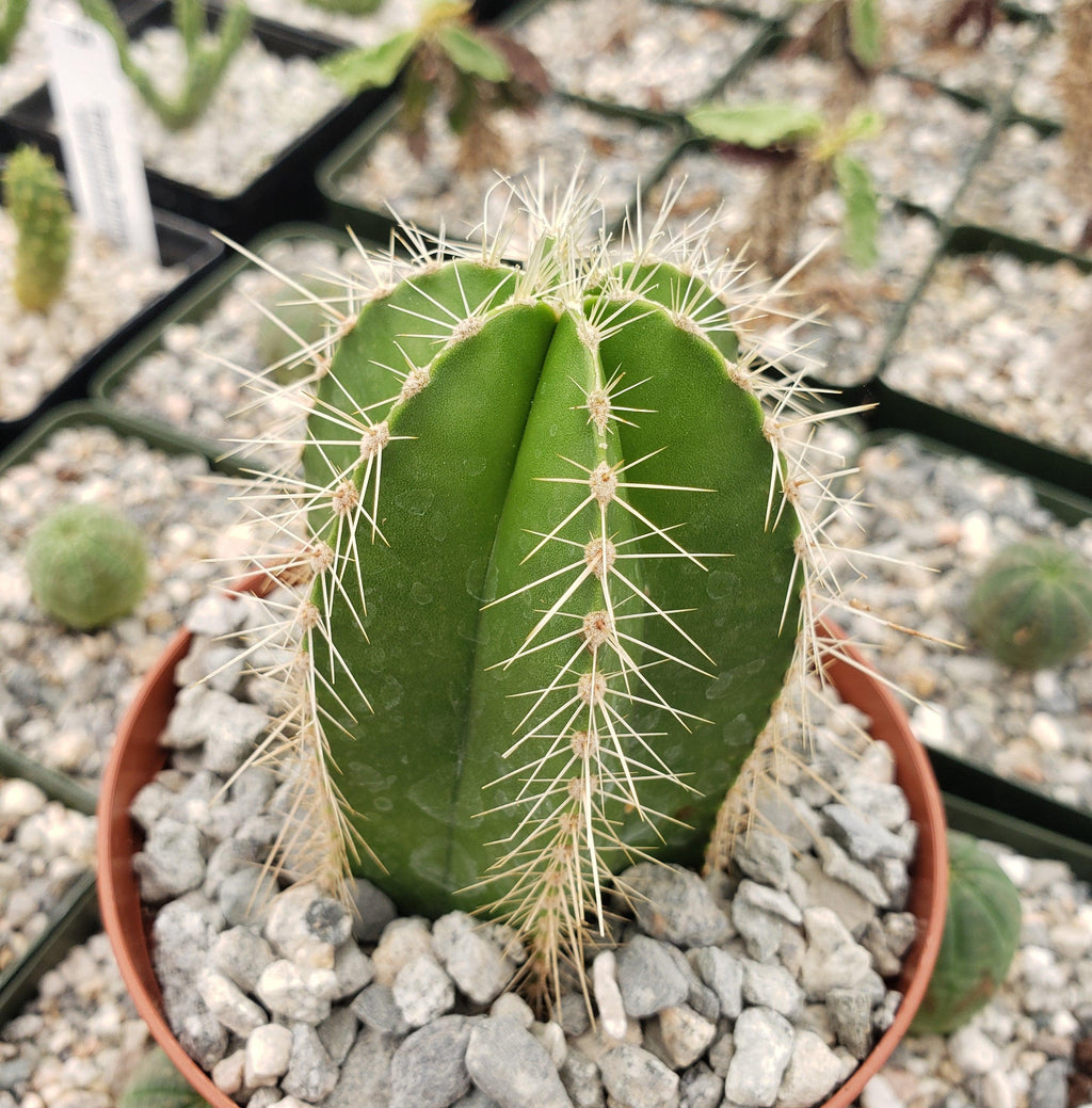 Stenocereus dumortieri