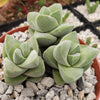 Crassula Moonglow