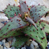 Aloe castilloniae