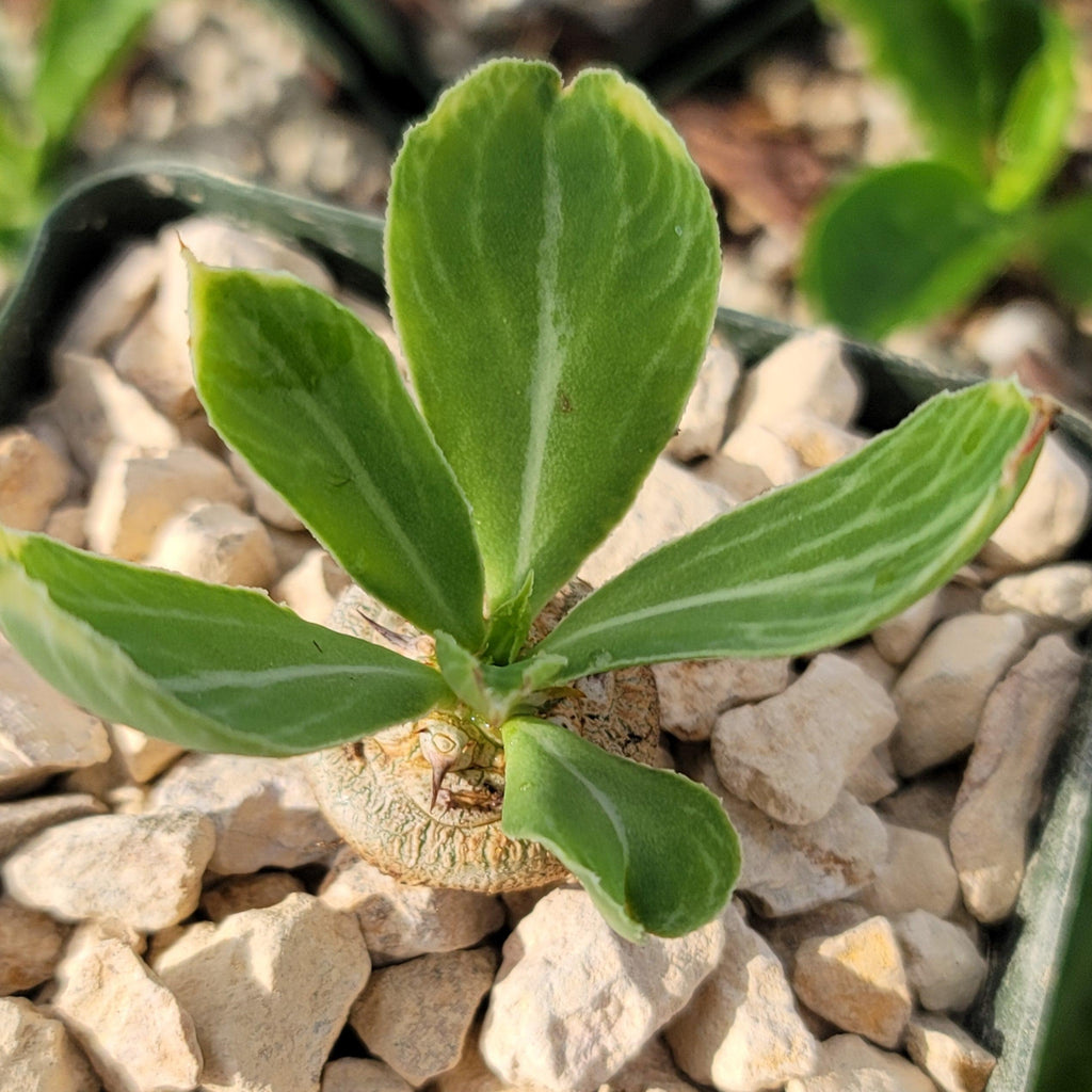 Euphorbia venenifica