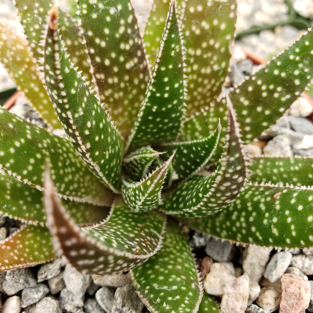 Gasteraloe beguinii lizard tail