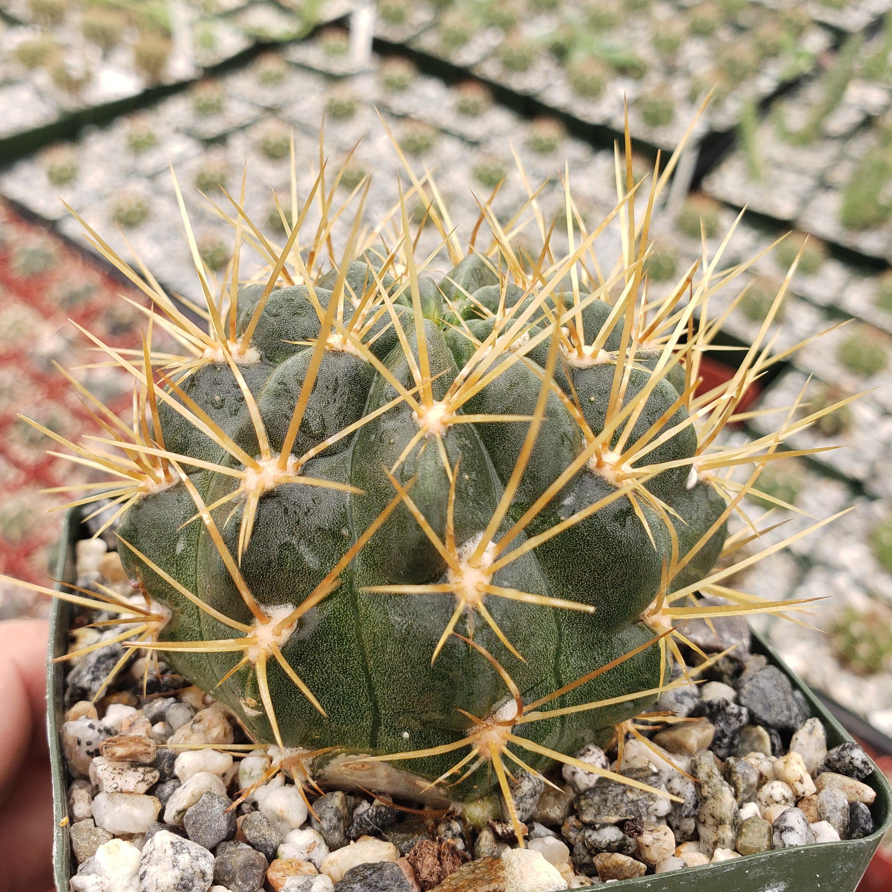 Lobivia Echinopsis maximiliana charazanensis