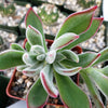 Ruby Slipper Succulent ‘Echeveria harmsii’