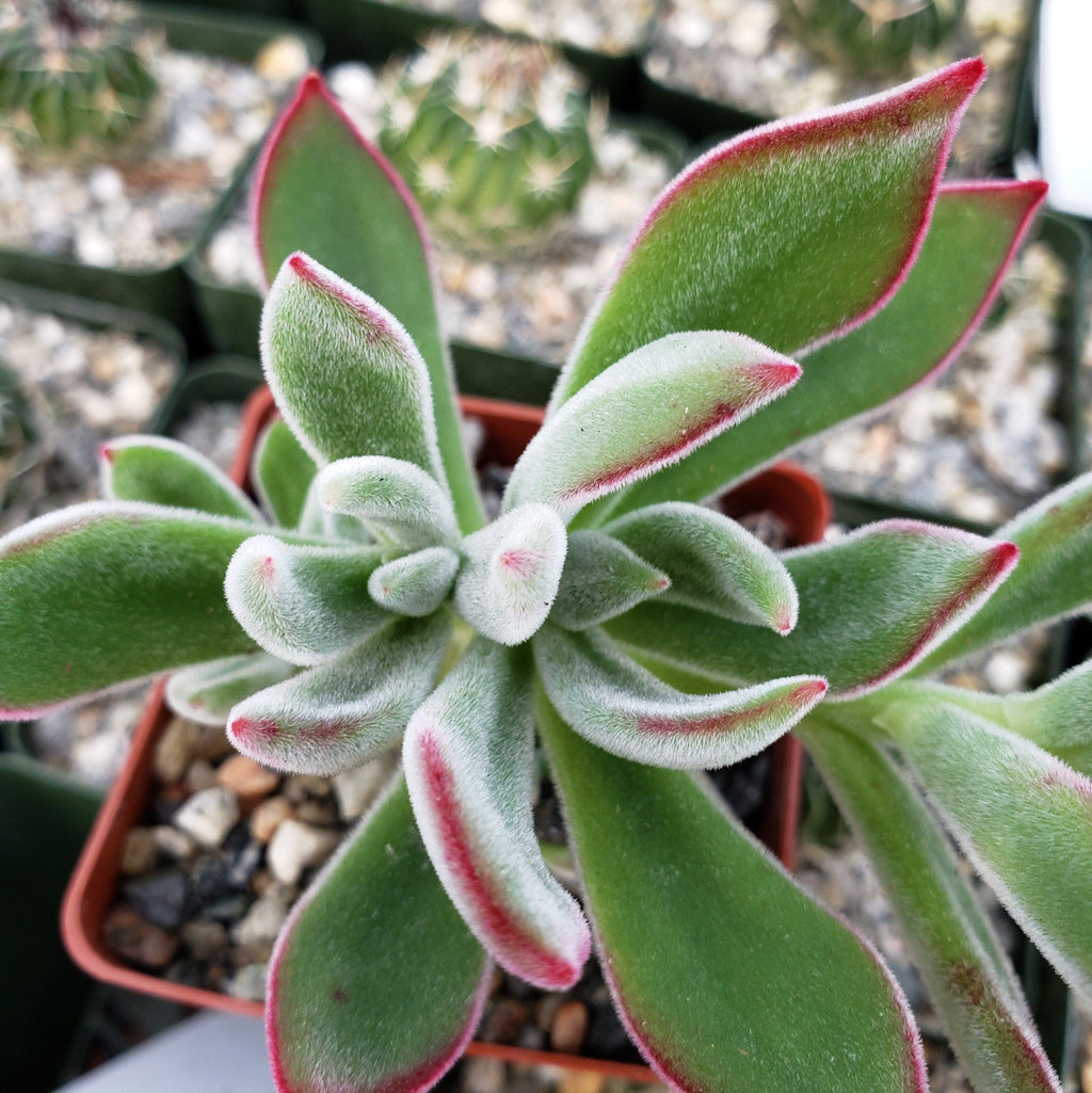 Ruby Slipper Succulent ‘Echeveria harmsii’