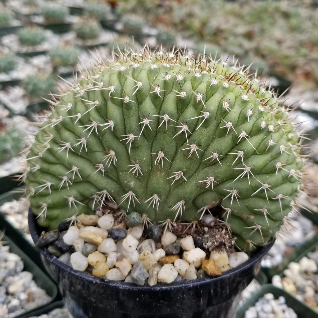 Trichocereus thelegonus Cristata
