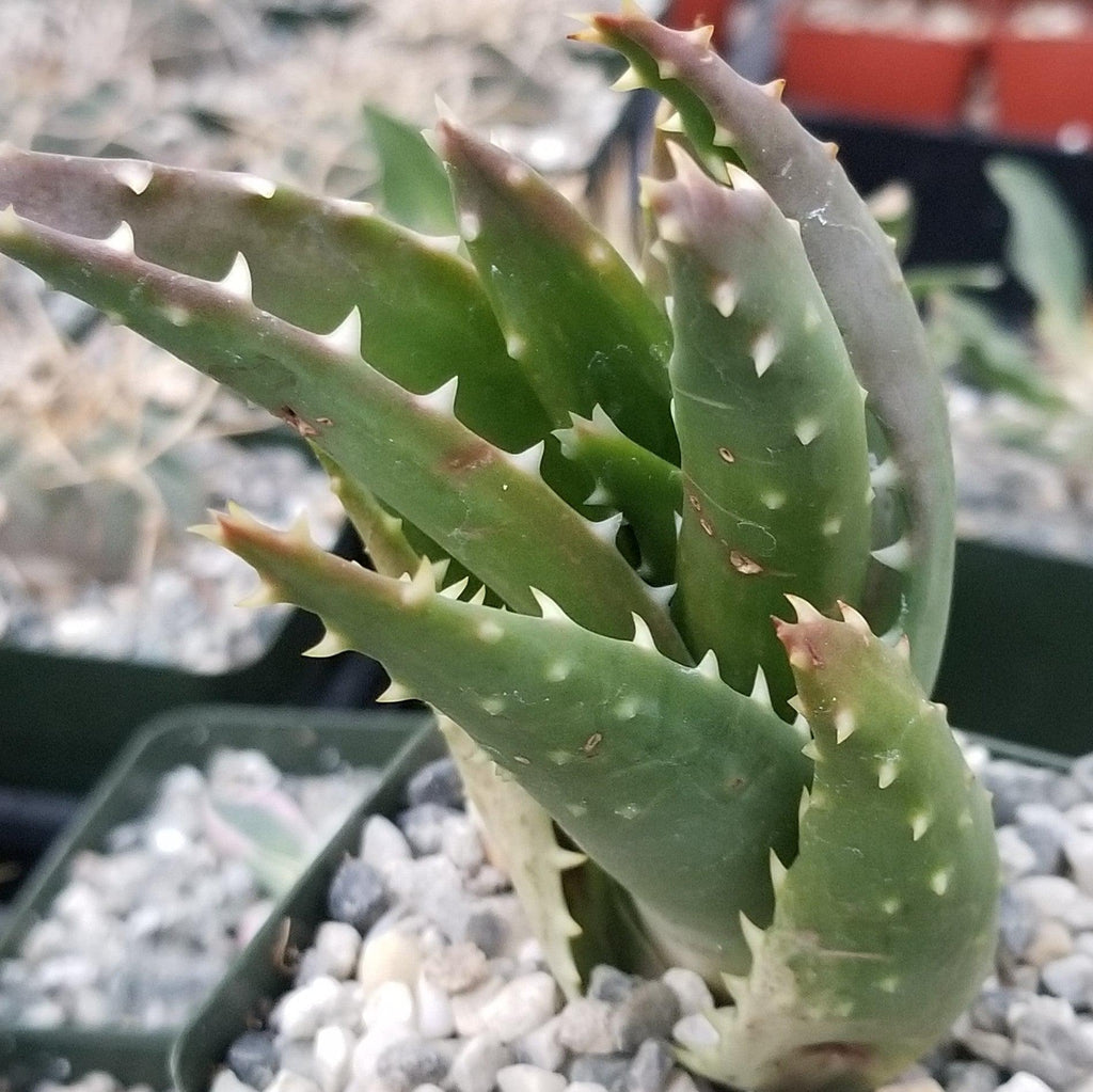 Aloe t-rex